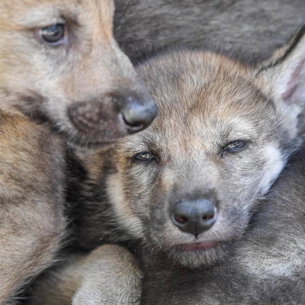 Wolfswelpe