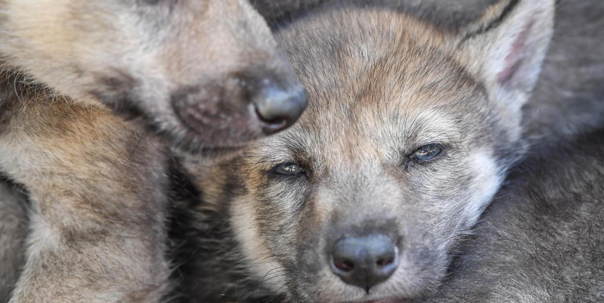 Wolfswelpe