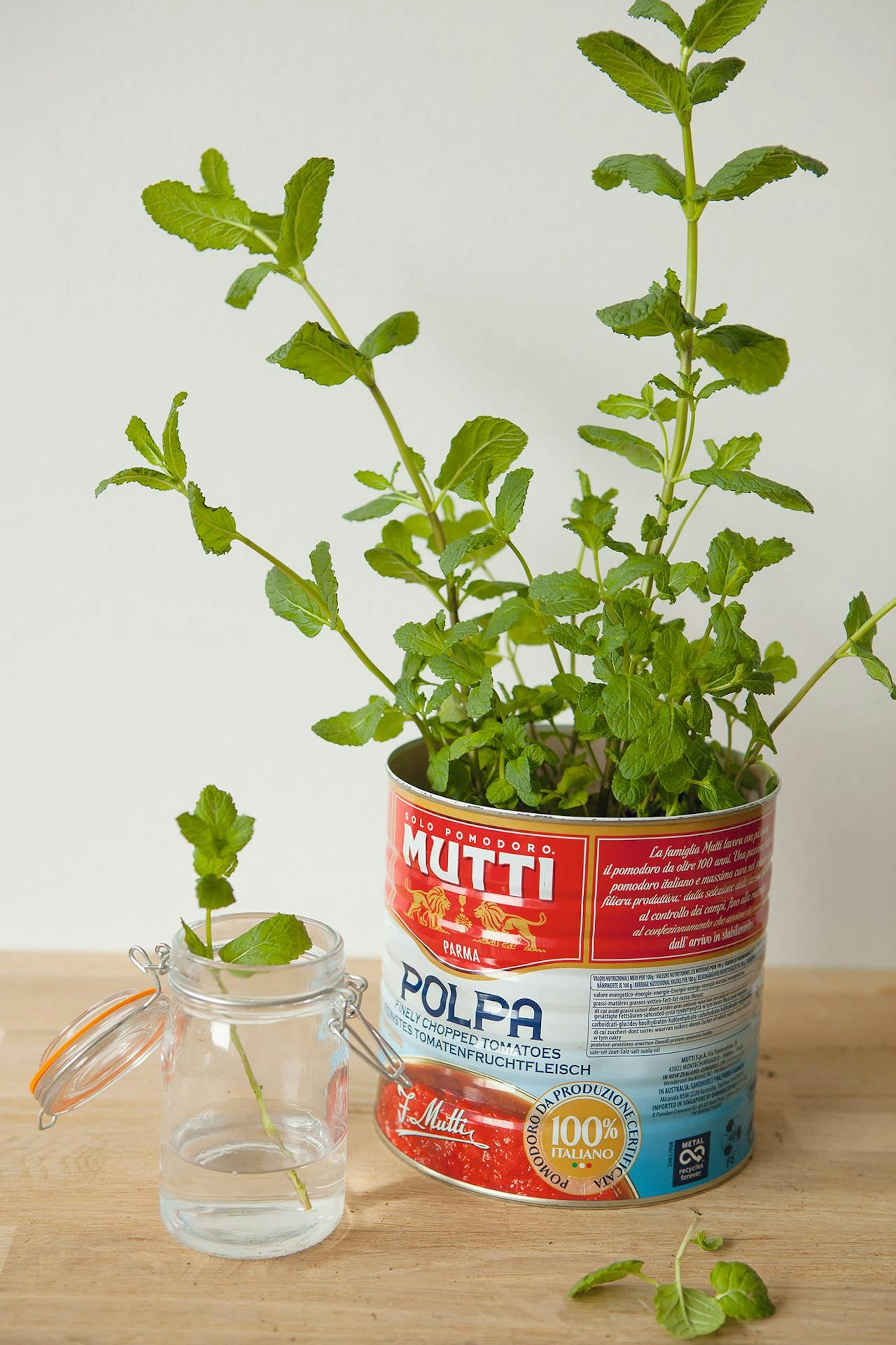 Raupach_Lill_Regrow-your-veggies_9783818605346_Plantura-GmbH_S90