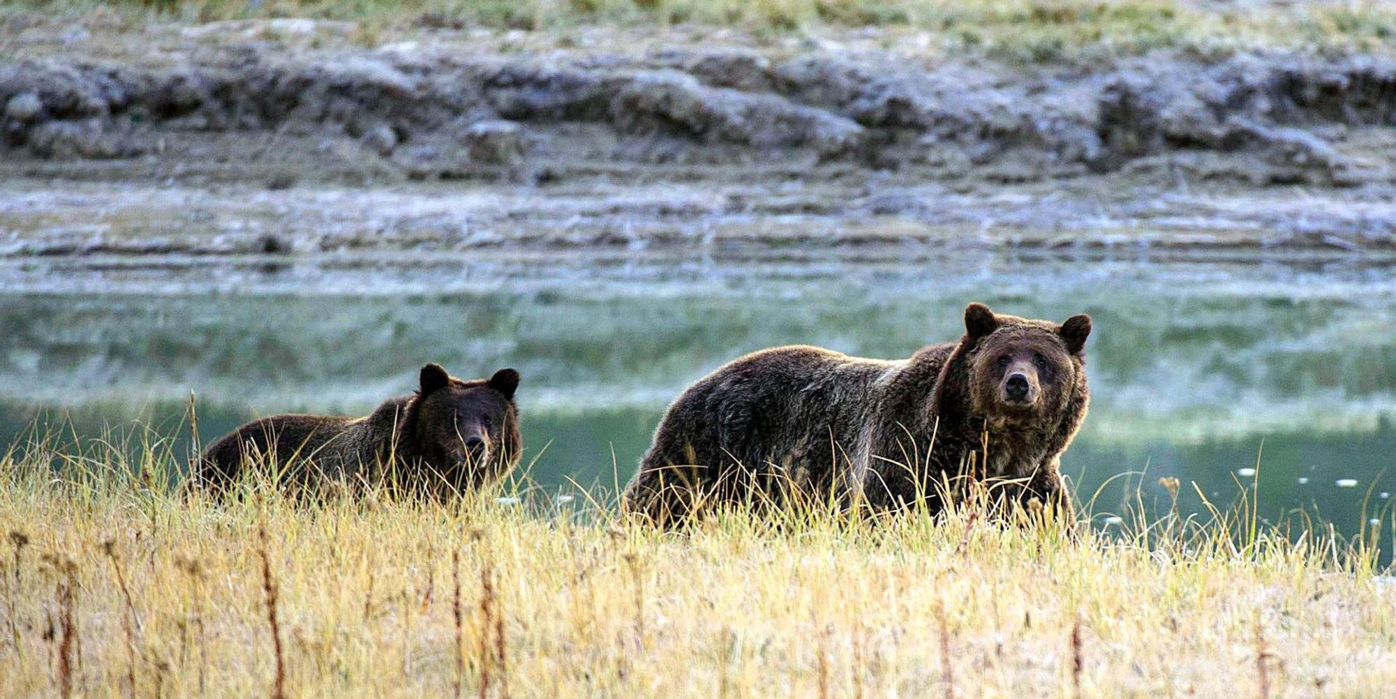 Grizzly afp neu