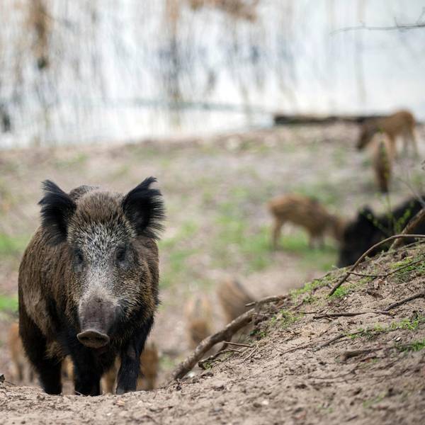 Wildschweine