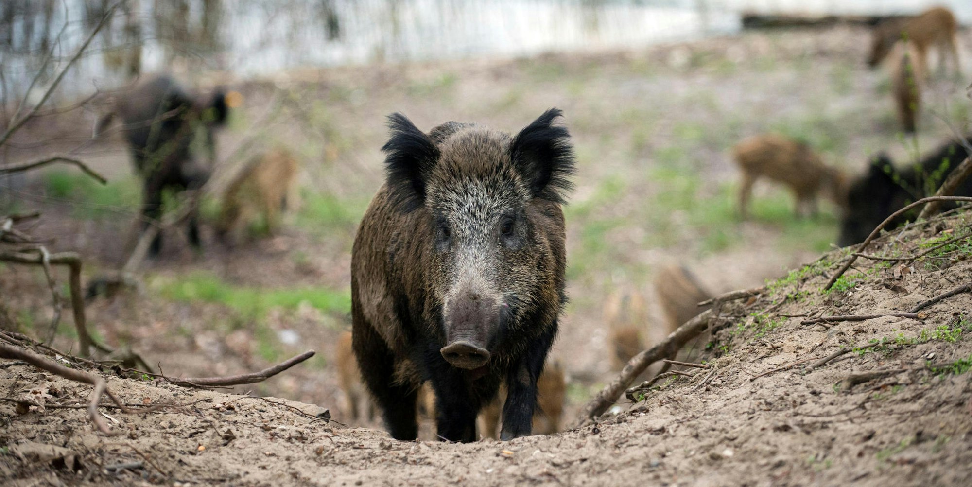 Wildschweine