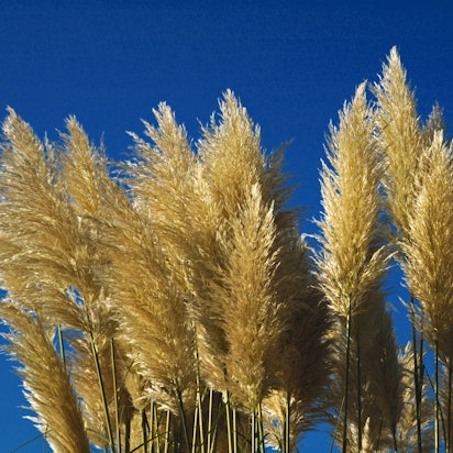 Pampasgras