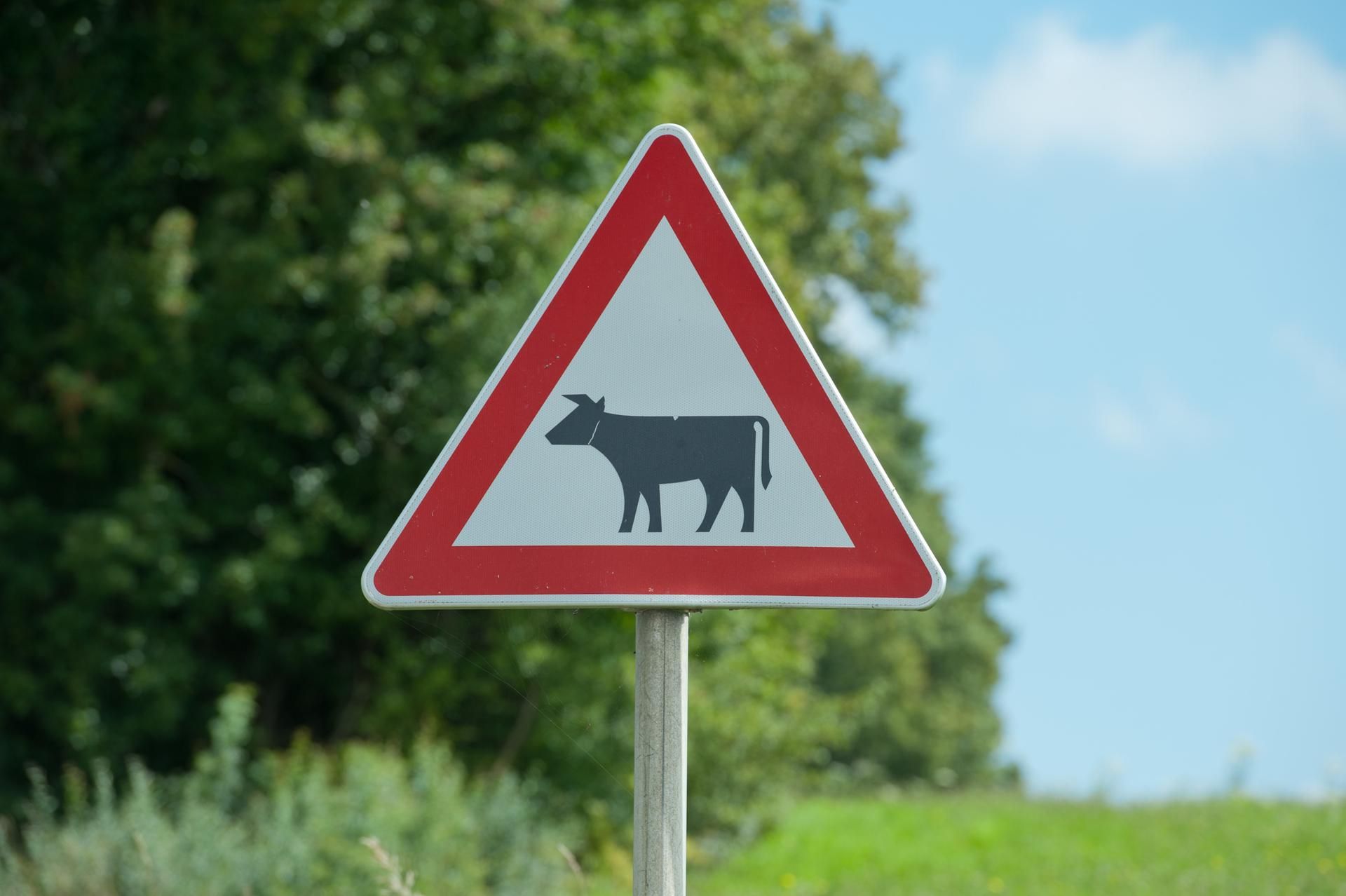 Achtung Kuh