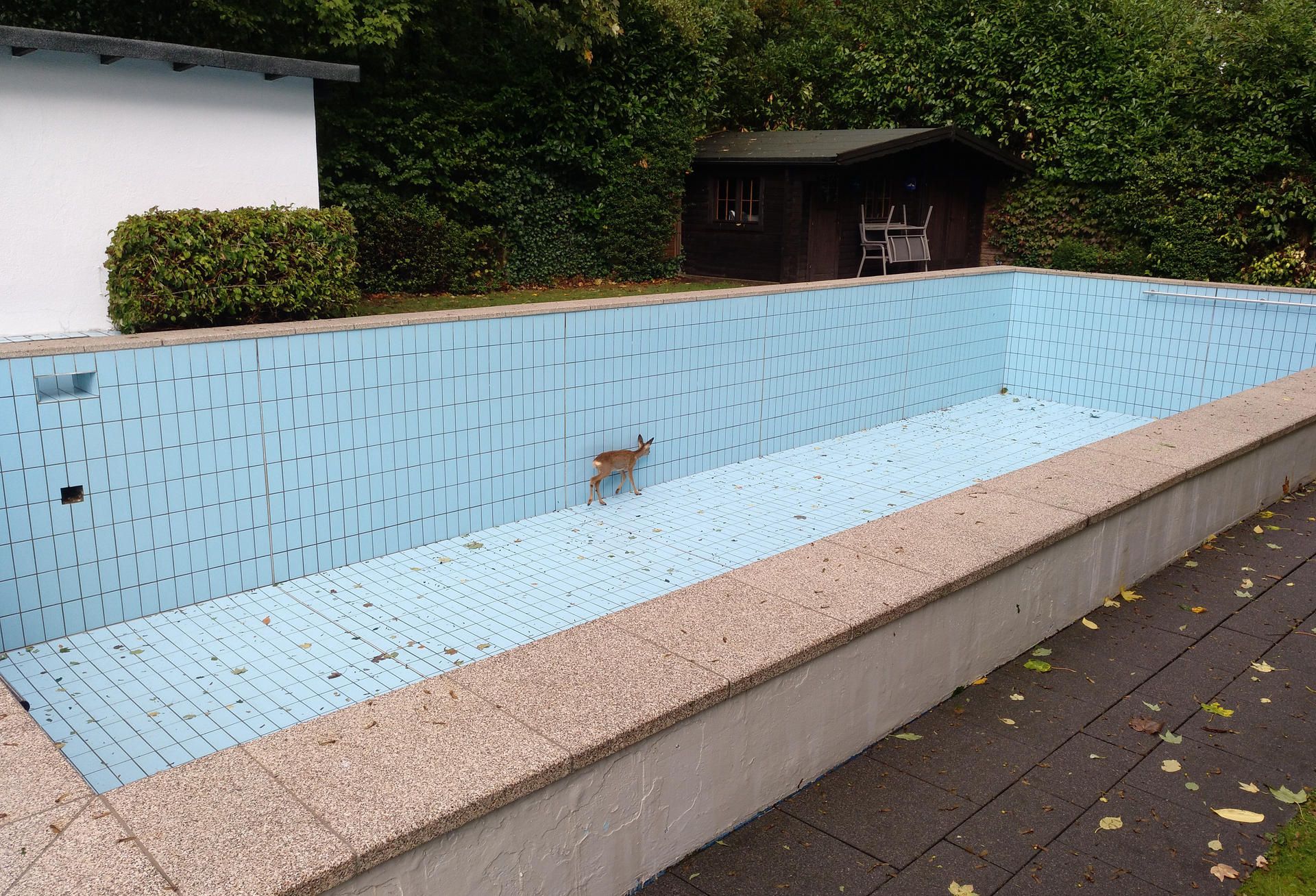 Reh im Pool