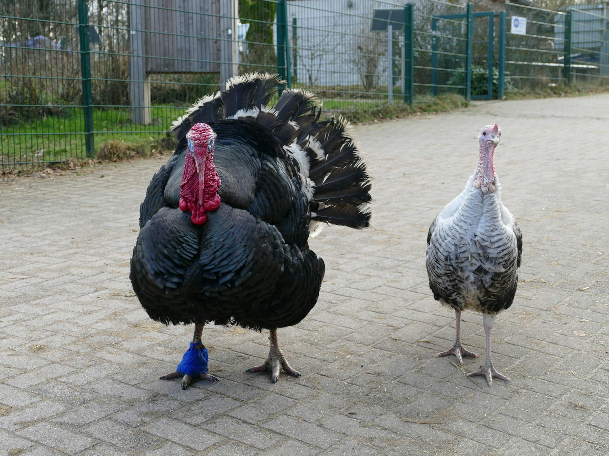 20220121-mfu-Hof-Huppenhardt-Truthähne Tiberius (groß) und Torben