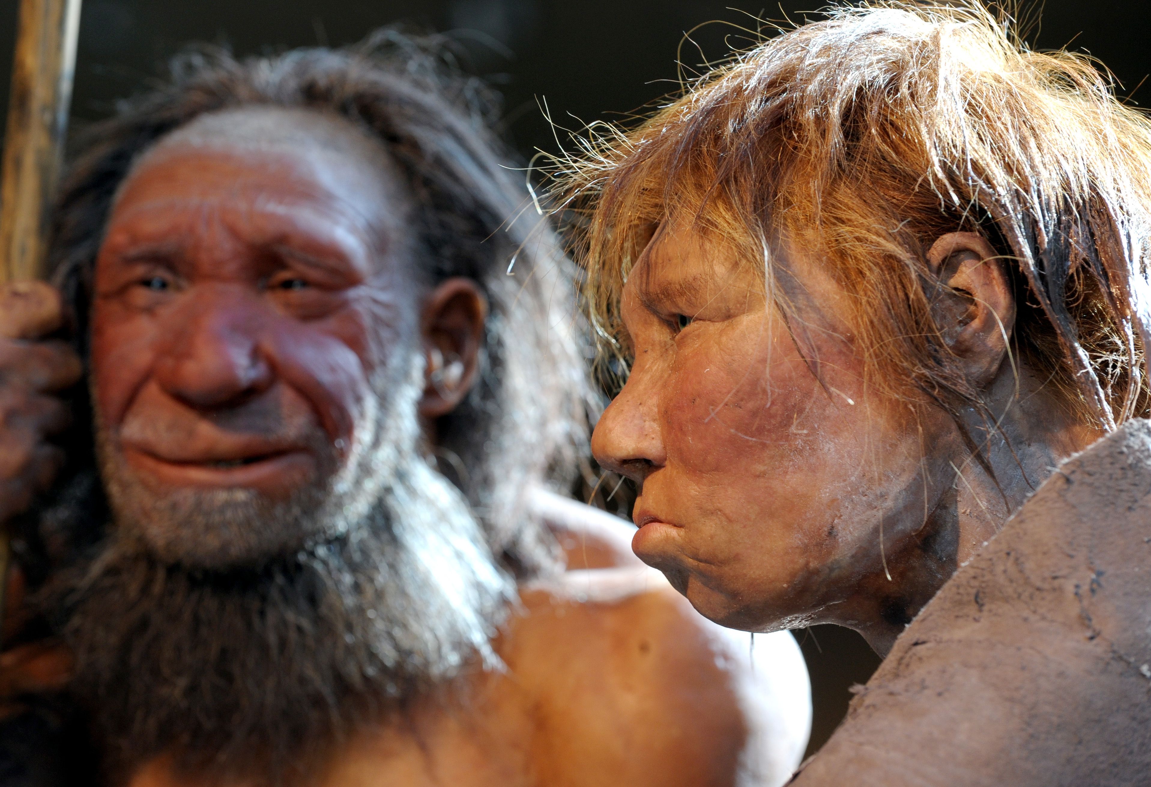 Neandertaler Bild