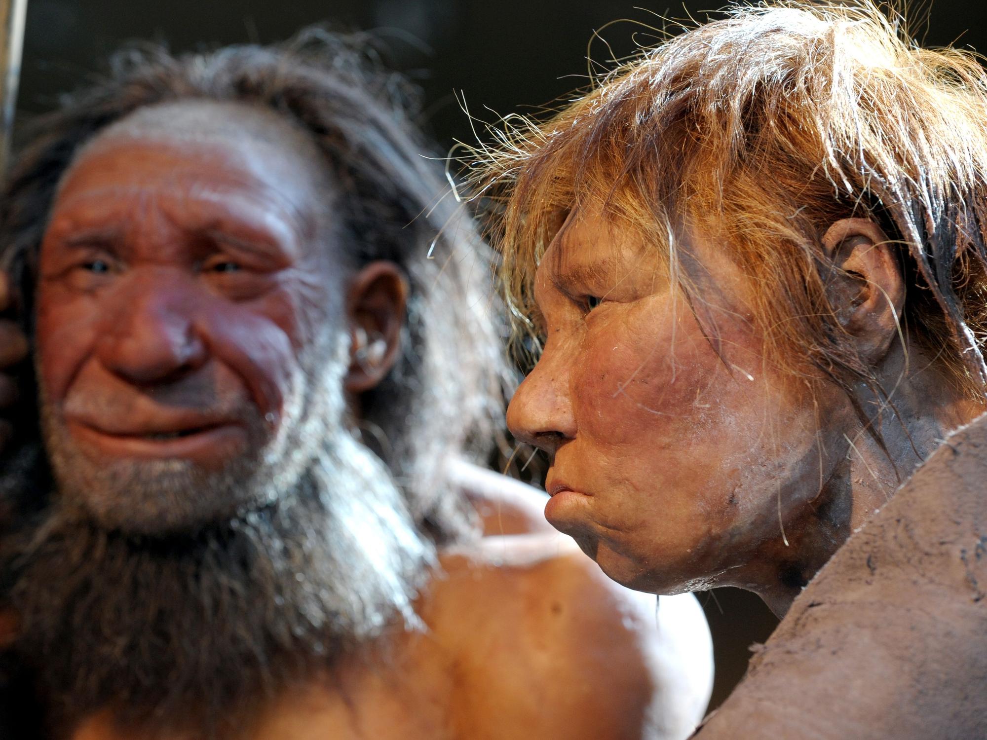 Neandertaler Bild
