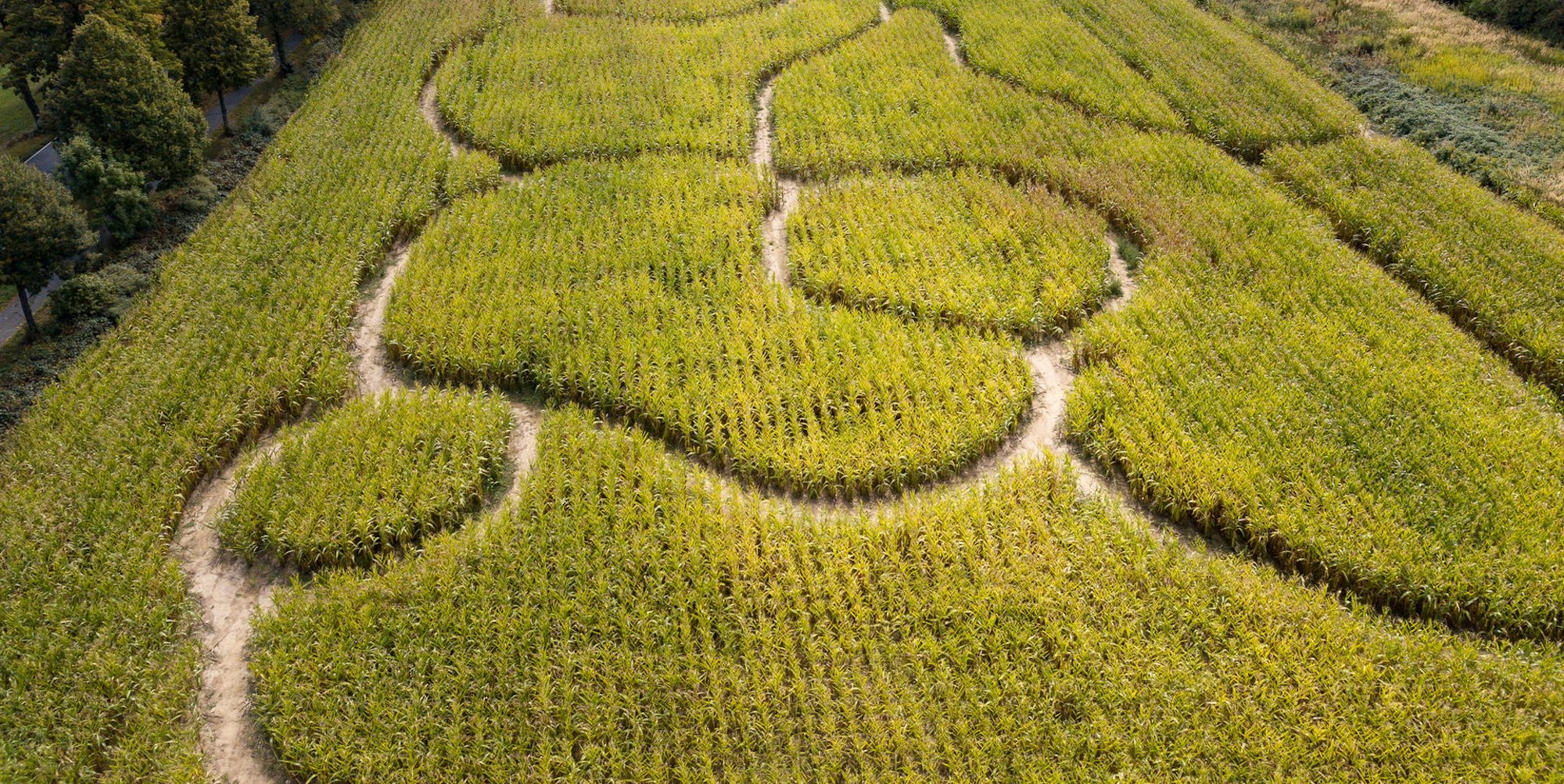 maislabyrinth