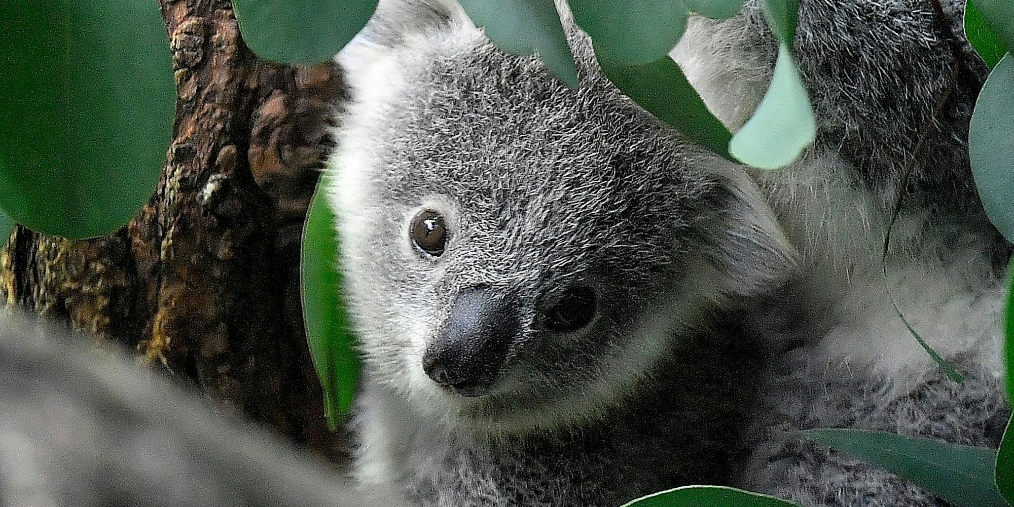 Koala 110222