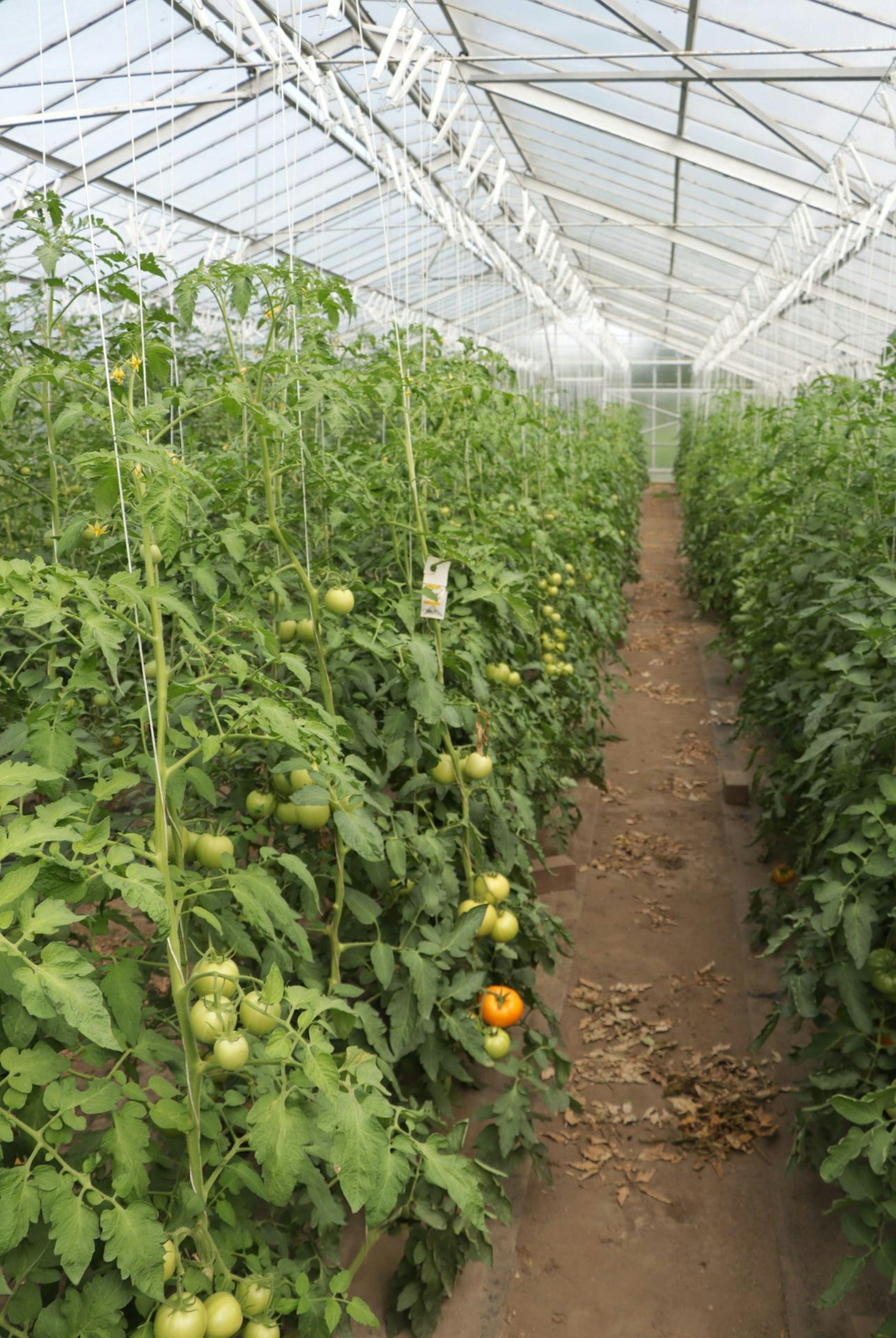 Gartenoase Frechen Gewächshaus