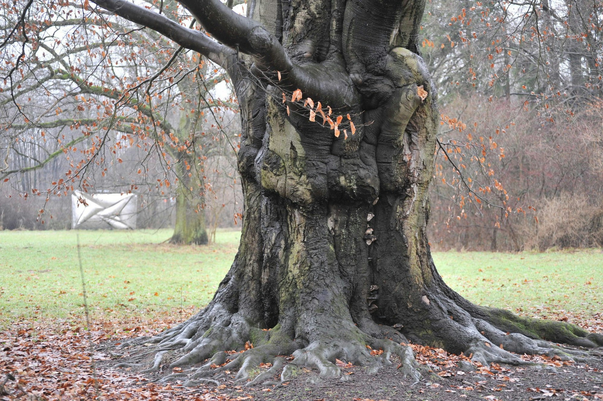 blutbuche2011_leverkusen