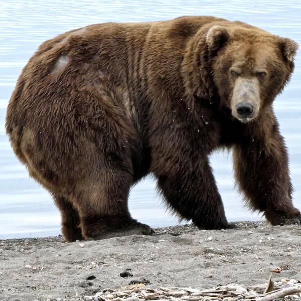 Bär 747 2