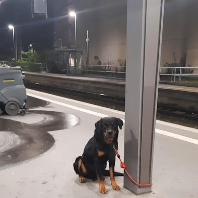 Rottweiler Bremen