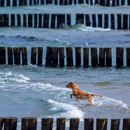 Hund am Wasser Symbol