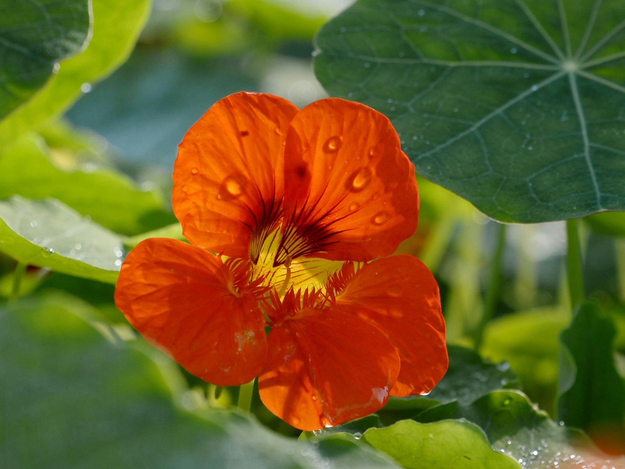 blüte rot kapuziner