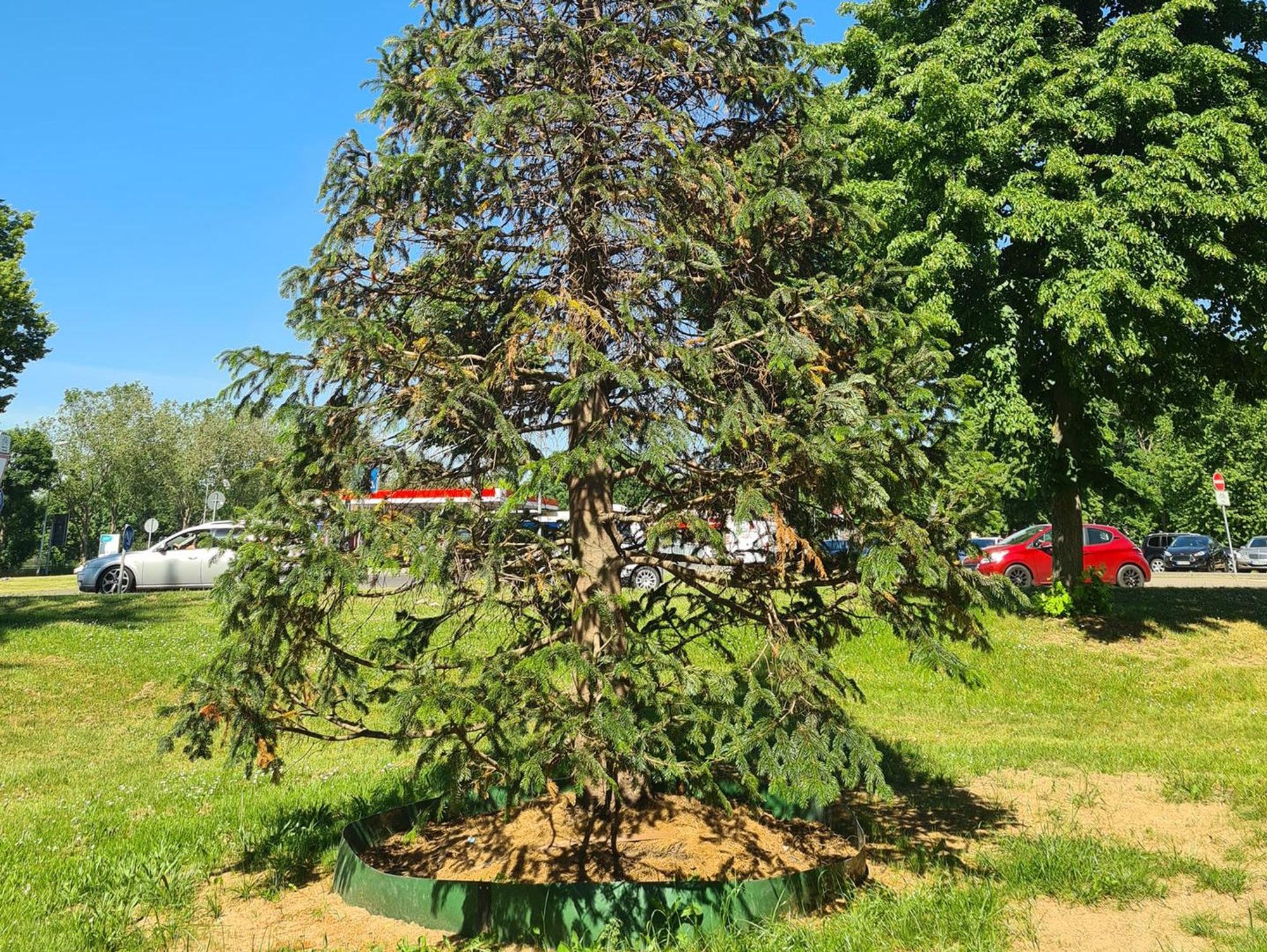 NordmanntanneBM