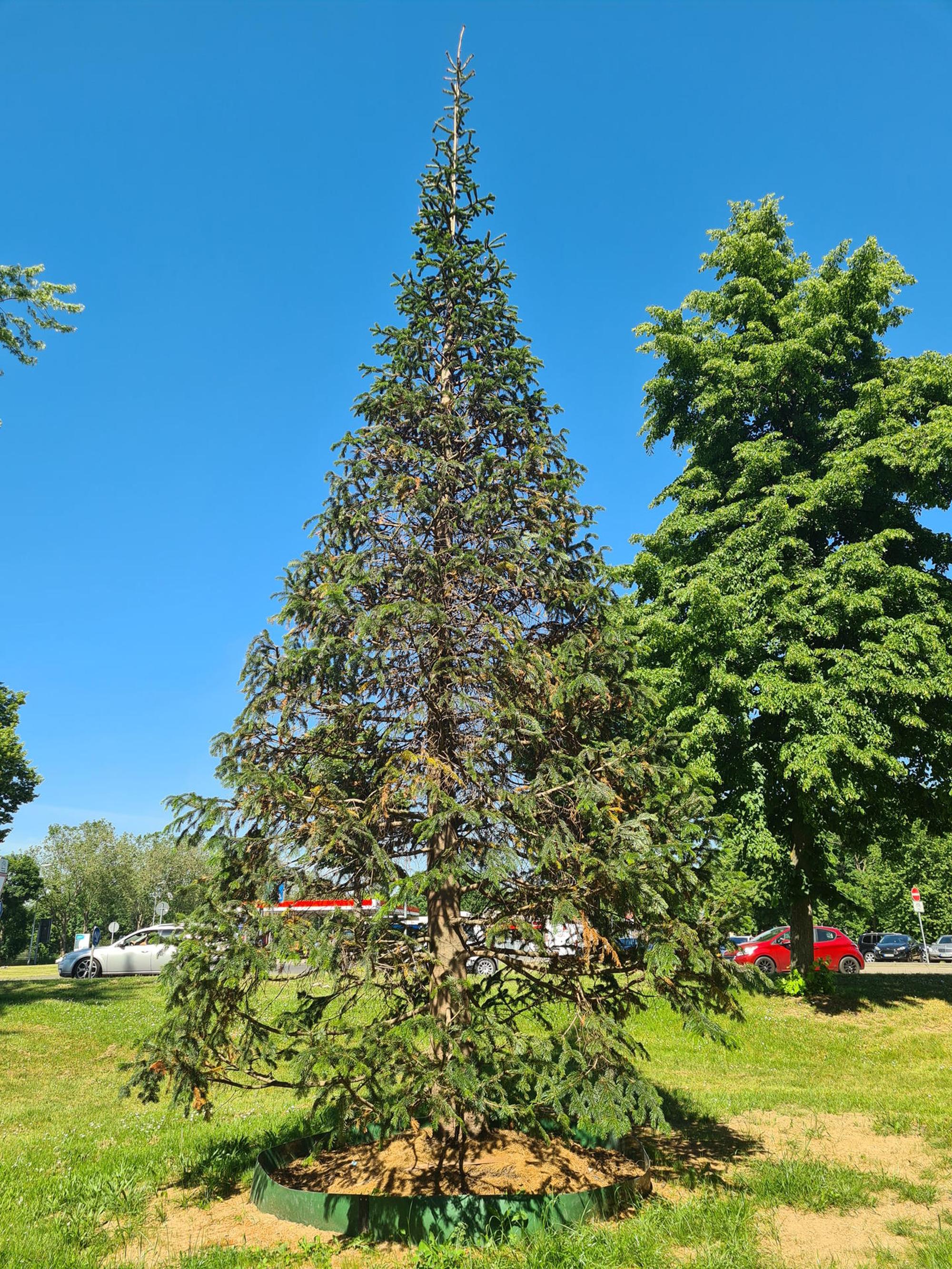 NordmanntanneBM