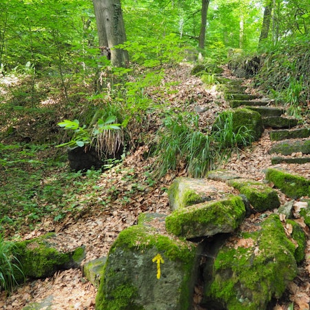 Osteifel_SVL_08-Hohe Buche