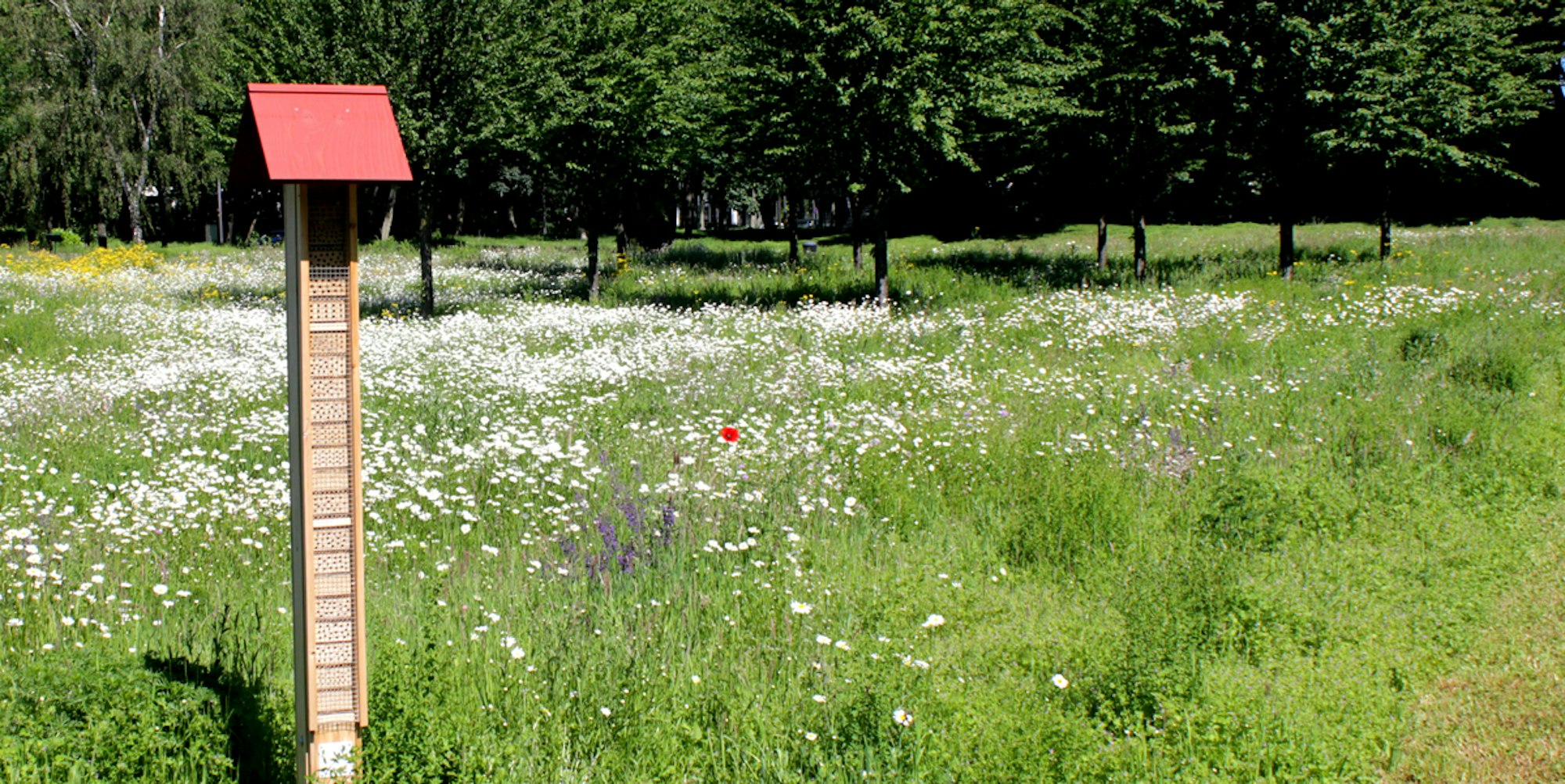 Veedel Blumenwiese