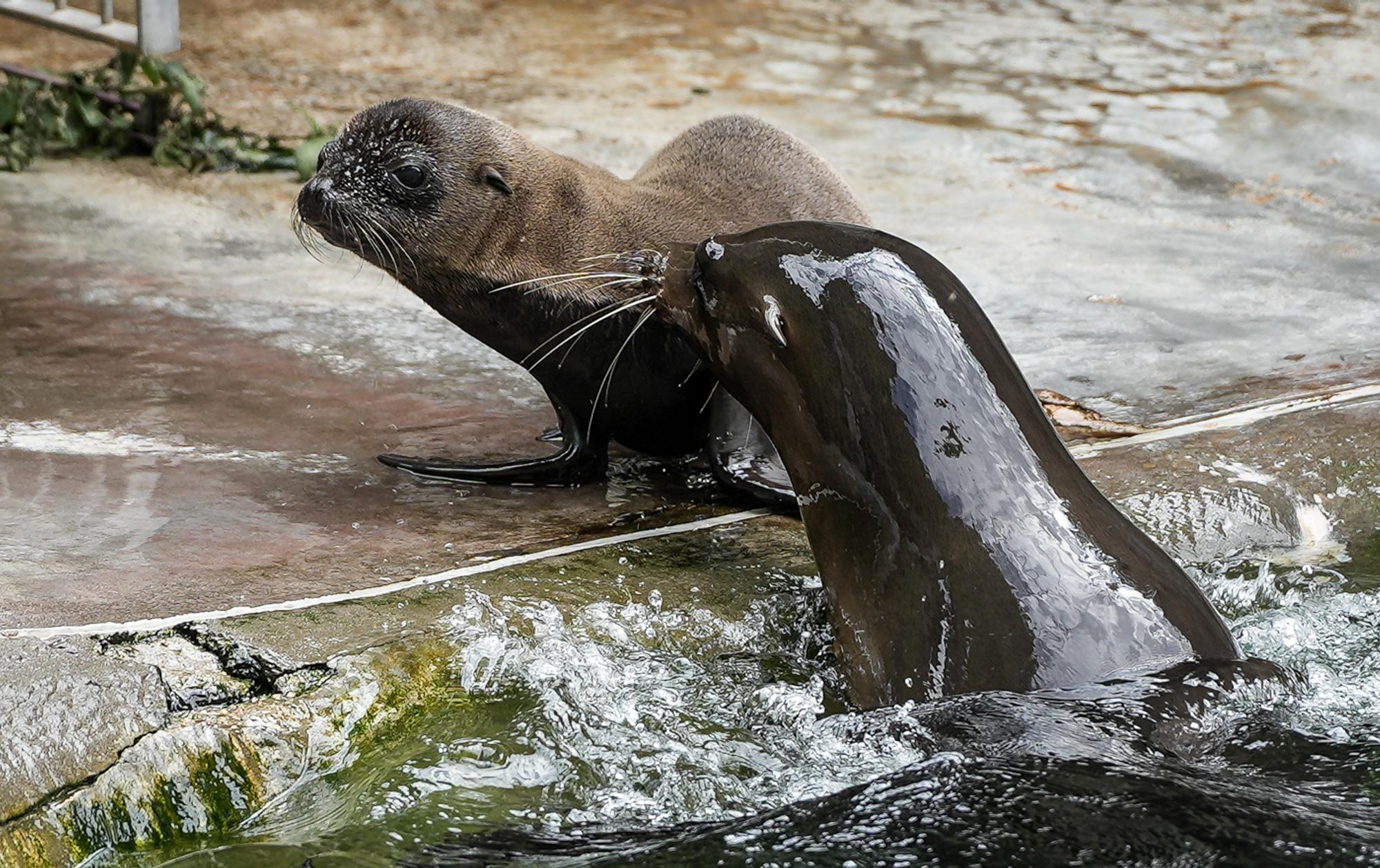 seelöwenbaby_kölnerzoo_1