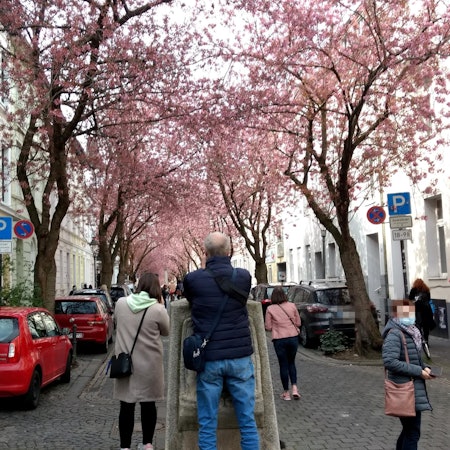 Zierkirsche_Sonnenschein3