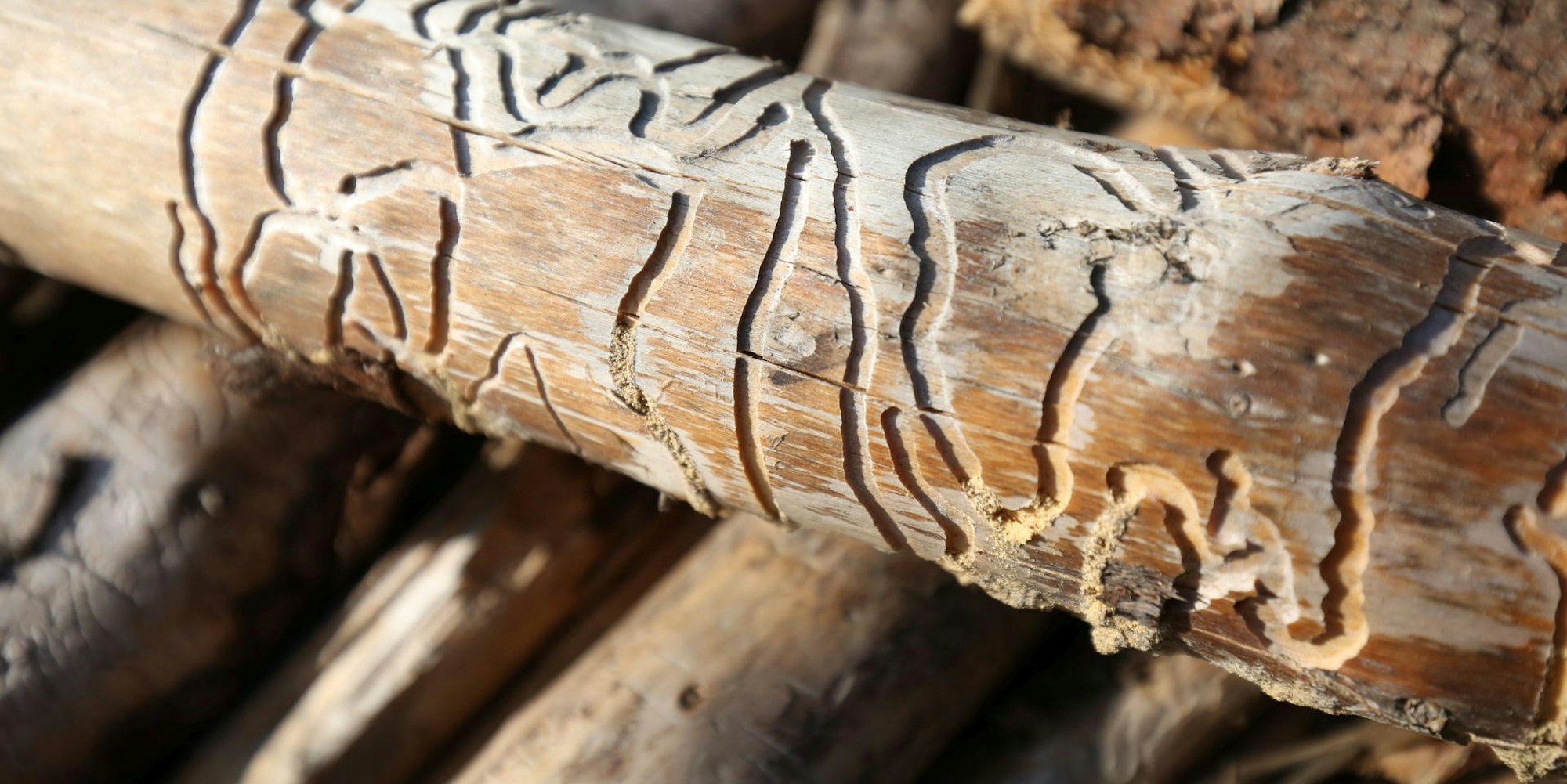 borkenkaefer_spuren_und_faellungen