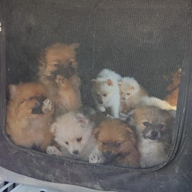 Hundewelpen beschlagnahmt