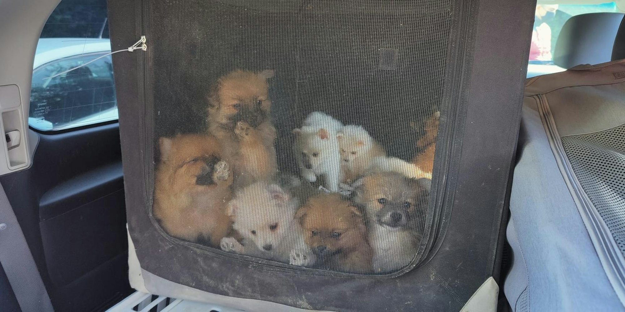 Hundewelpen beschlagnahmt