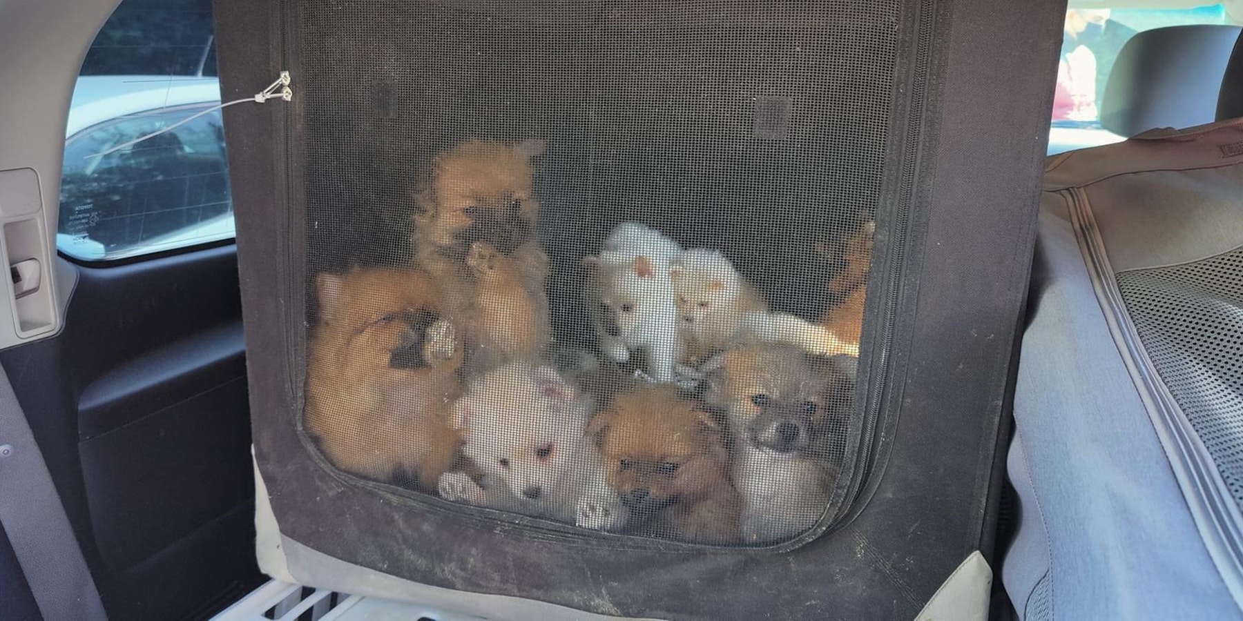 Hundewelpen beschlagnahmt