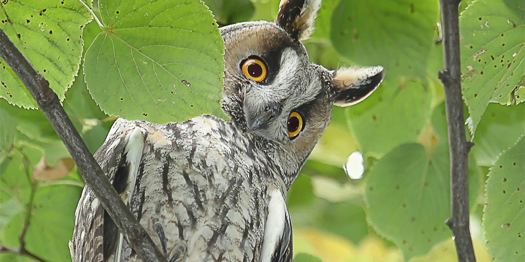 Waldohreule_Udo-Huerten_IMG_5804-1500