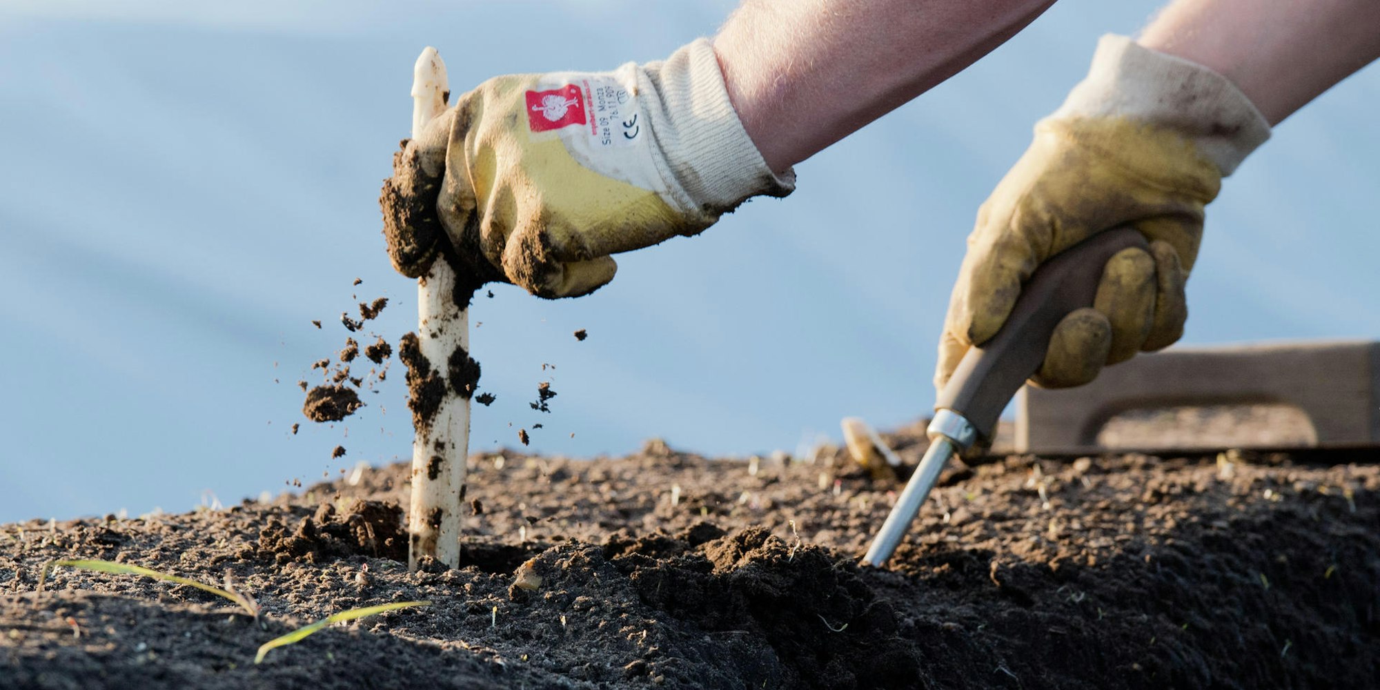 Spargel stechen ernten dpa symbol 2017