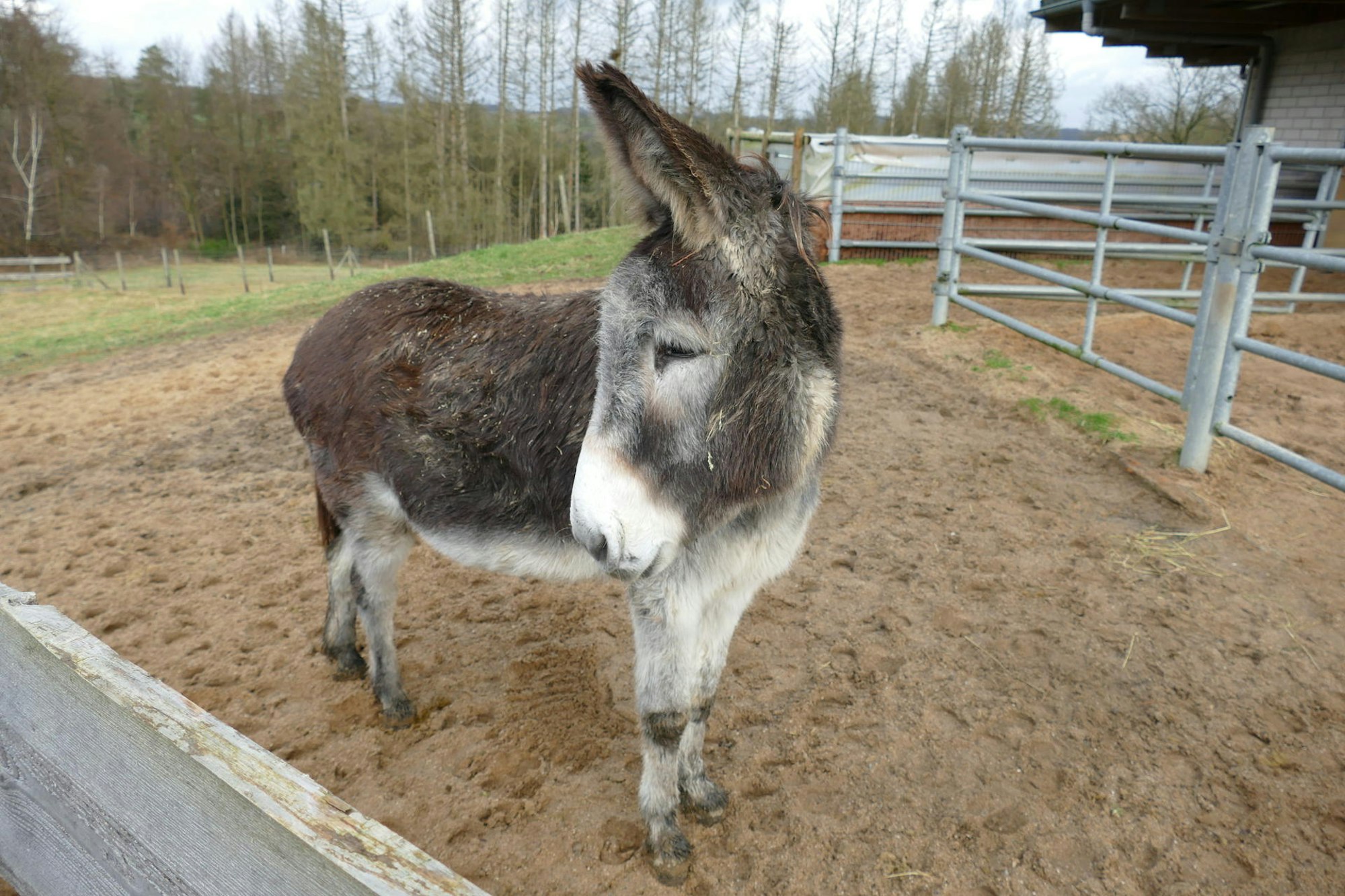 20220121-mfu-Hof-Huppenhardt-Esel Canabis