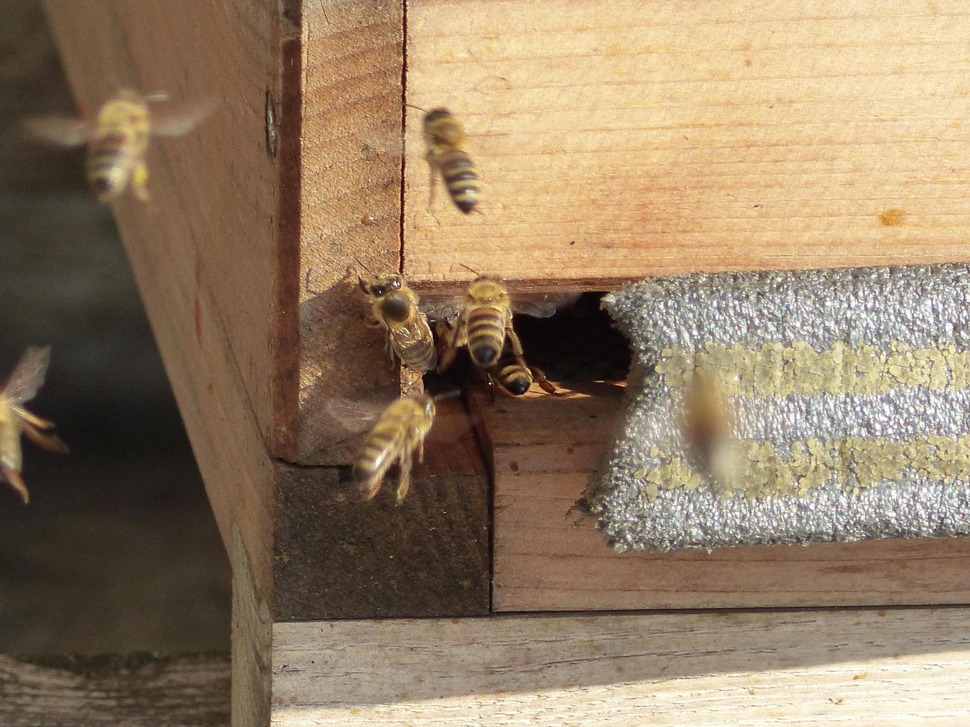Dombienen_(3)