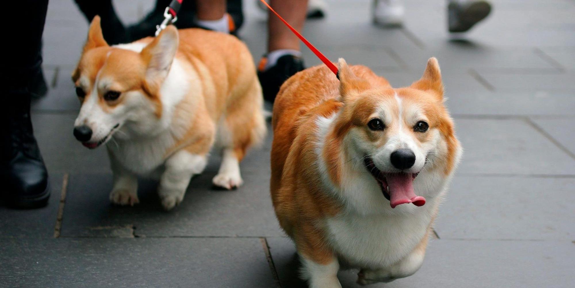 Corgis Symbol 120922