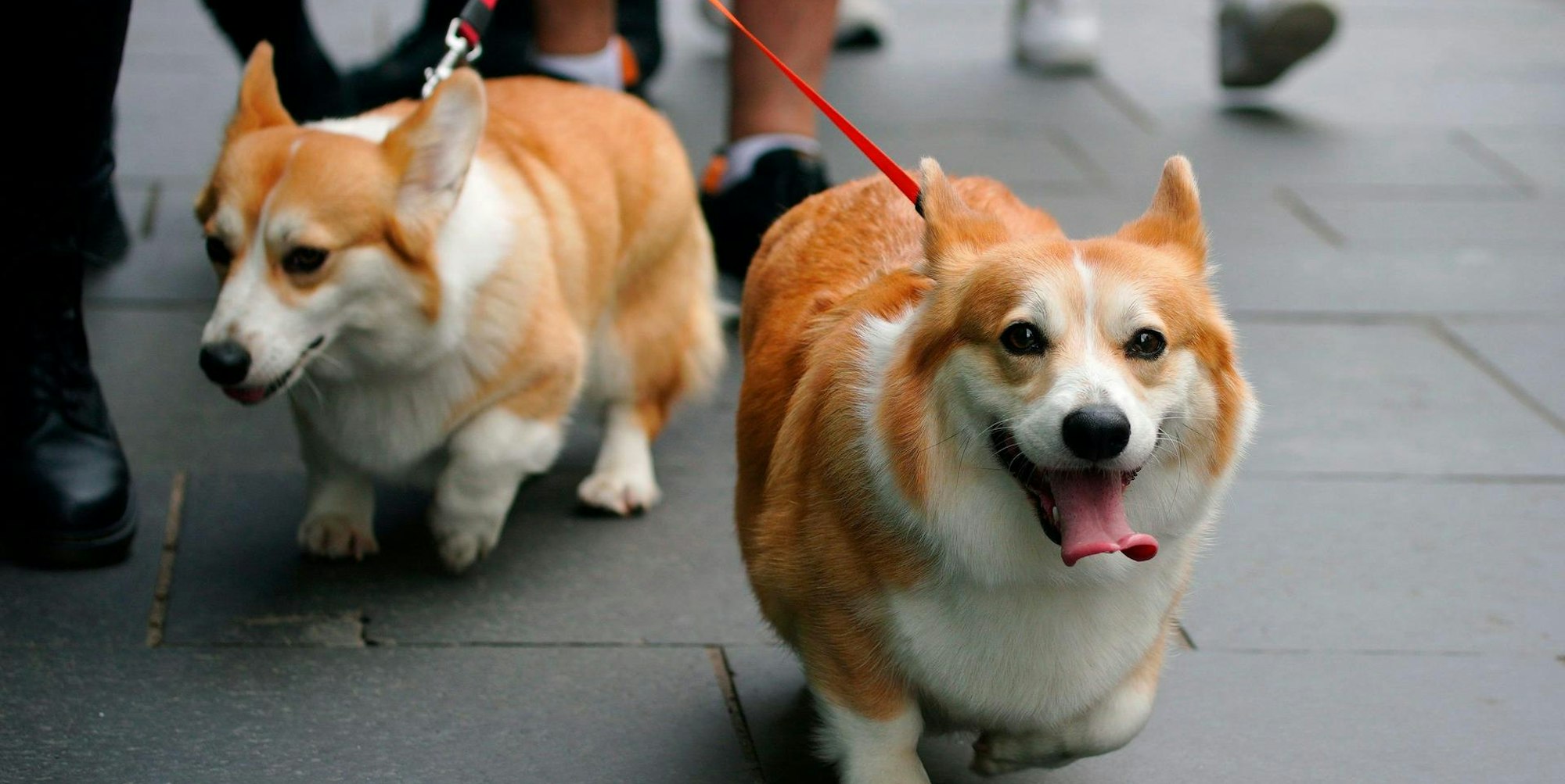 Corgis Symbol 120922