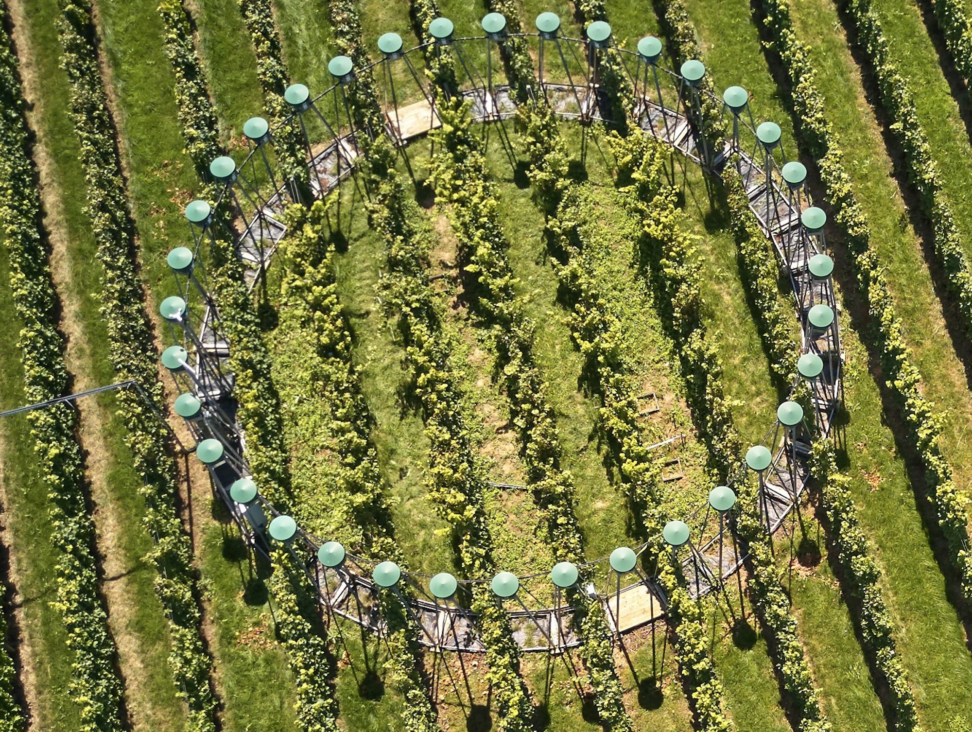 DJI_0223 (2) Face Projekt Wein Rolf Nachbar