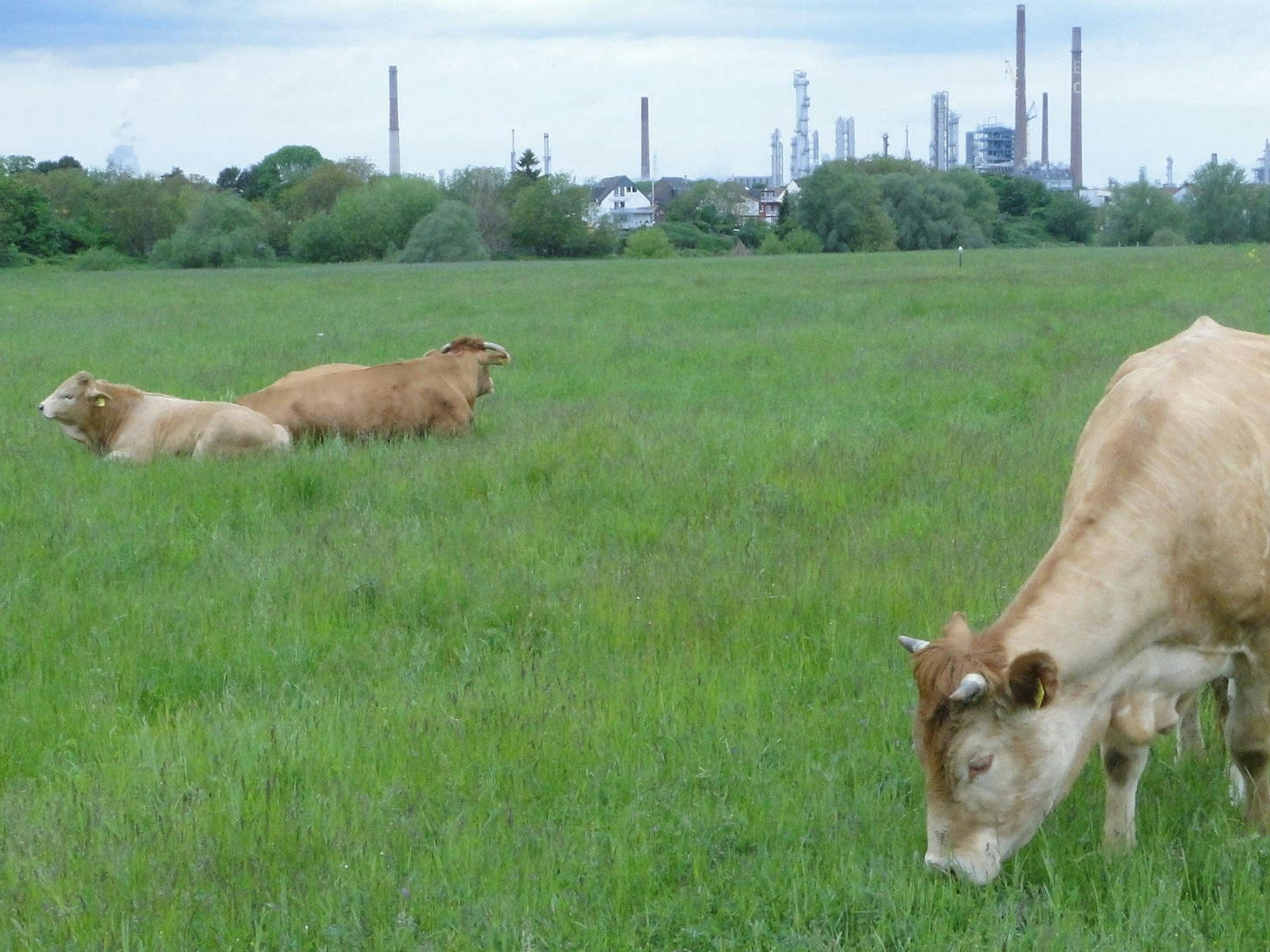 Auenrinder Update 21 (2)