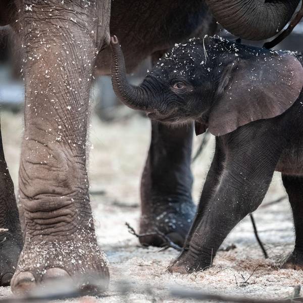 Tsavo 1