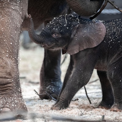 Tsavo 1