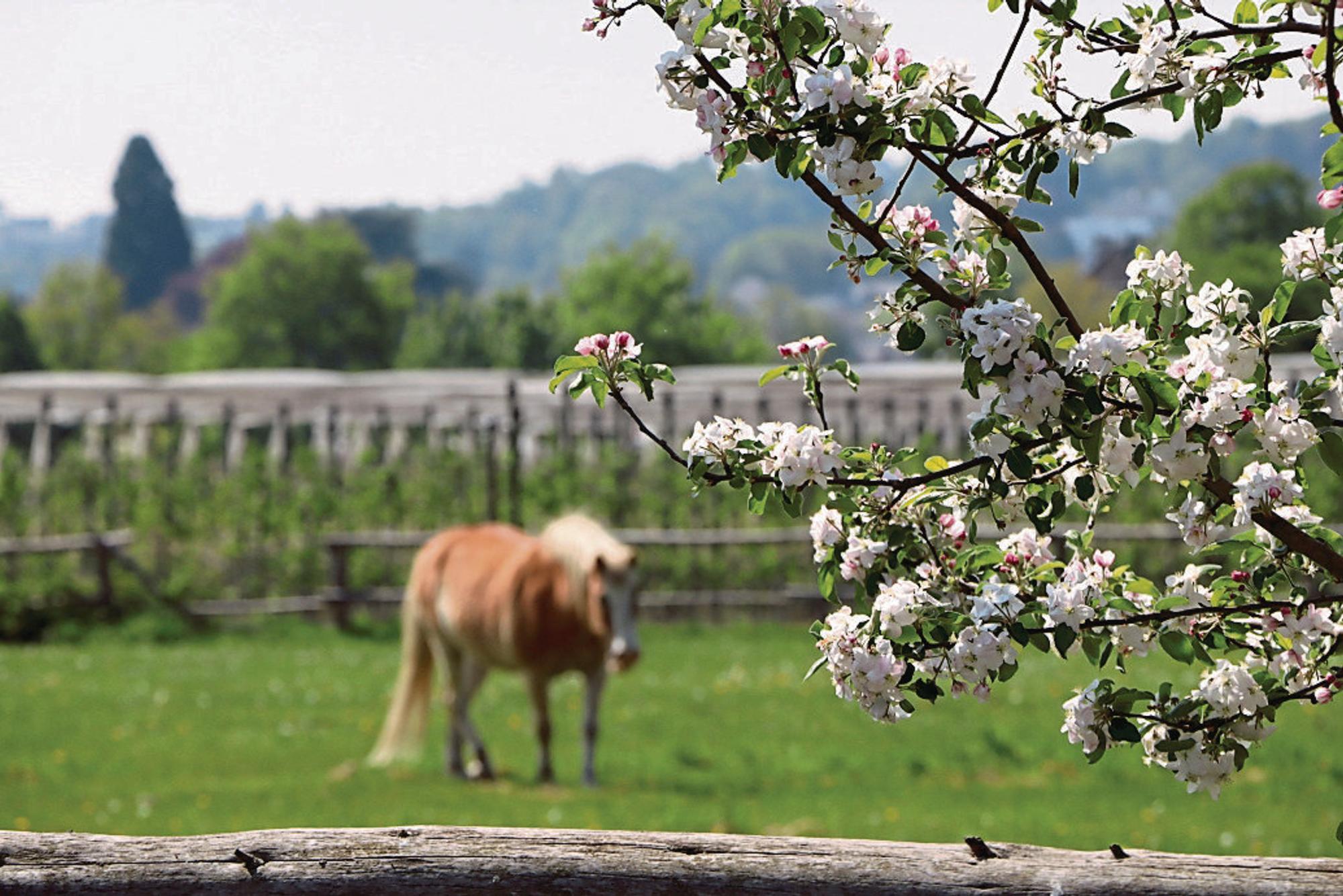 Bornheim_Frühlingserwachen