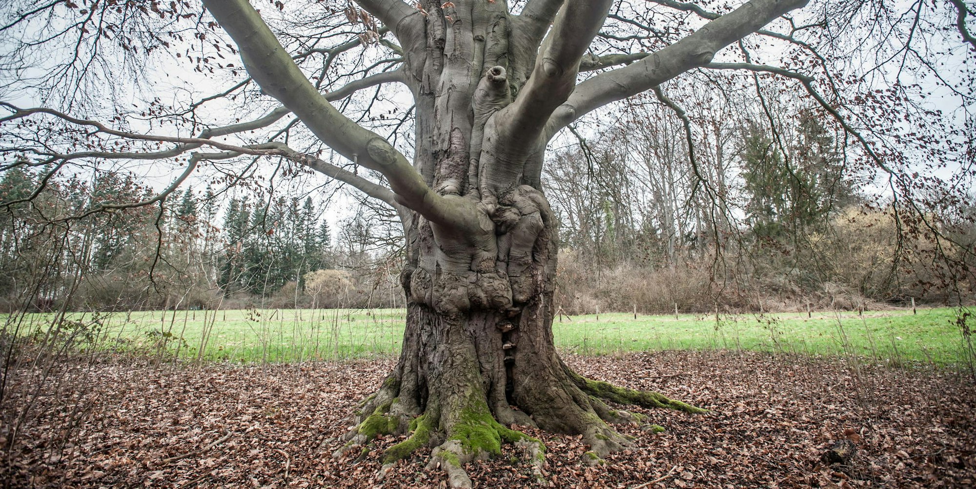 blutbuche-schlosspark-leverkusen_ALF_6878