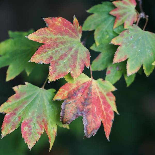 5F9Herbstlaub