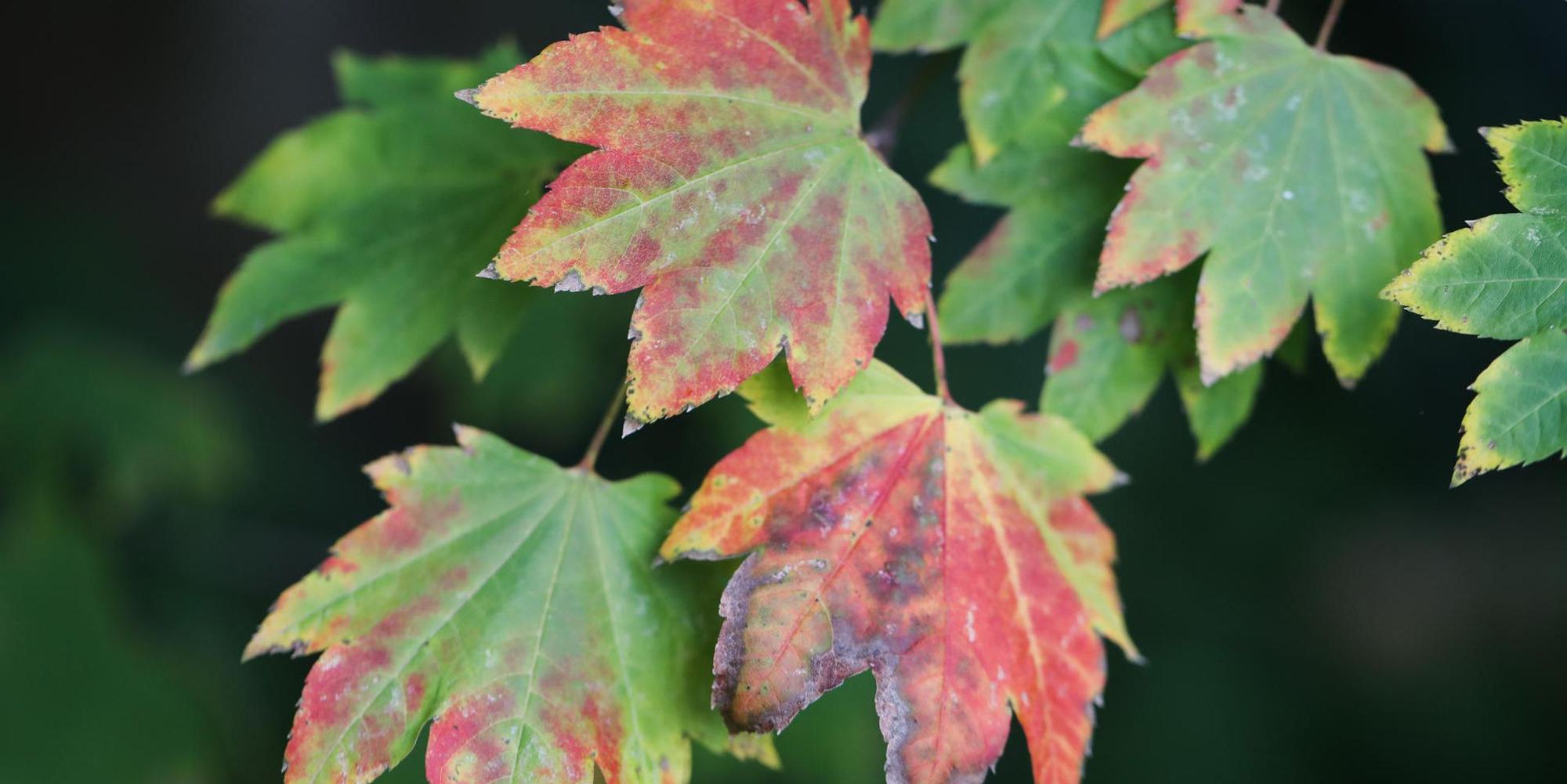 5F9Herbstlaub