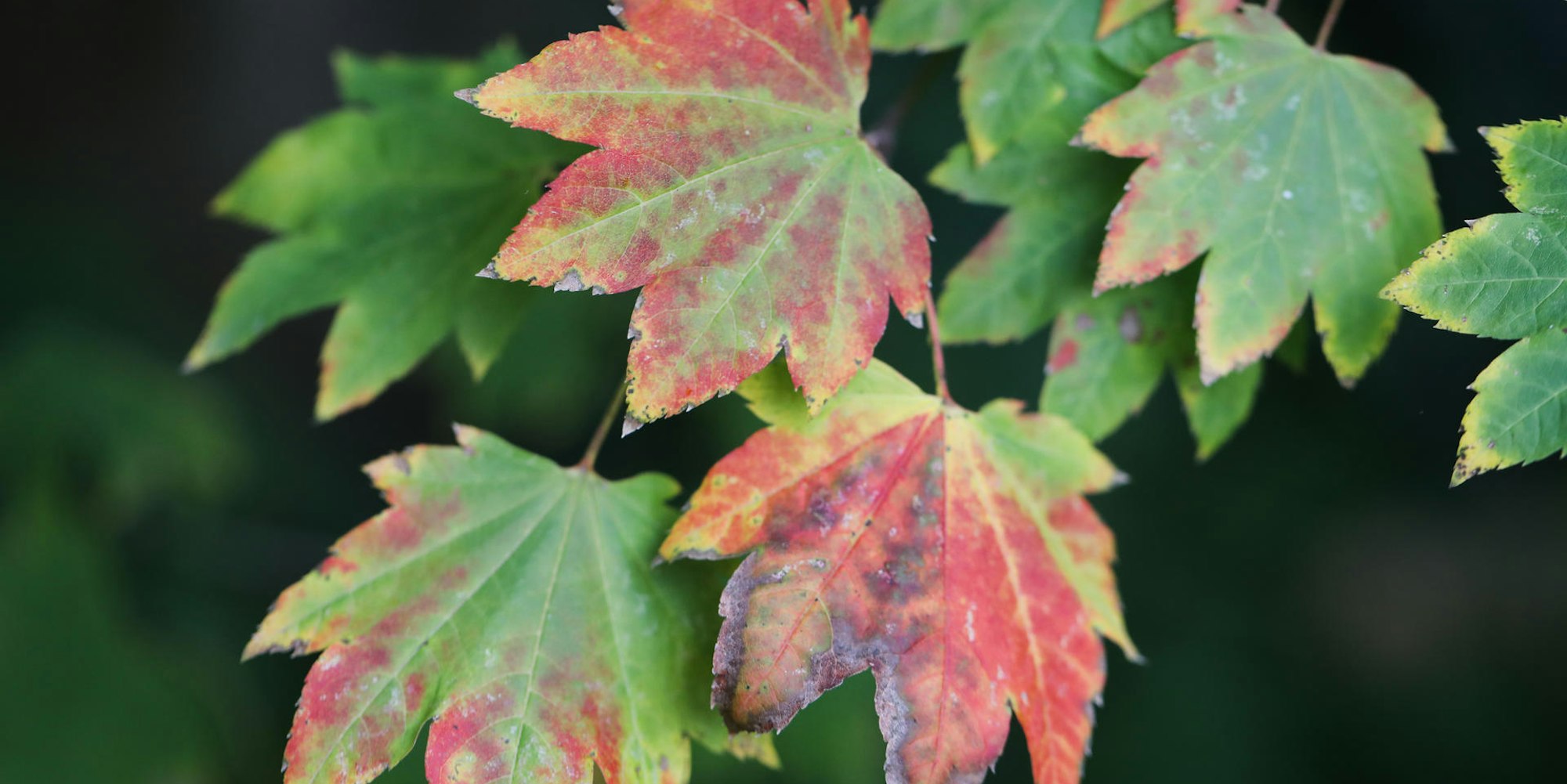 5F9Herbstlaub