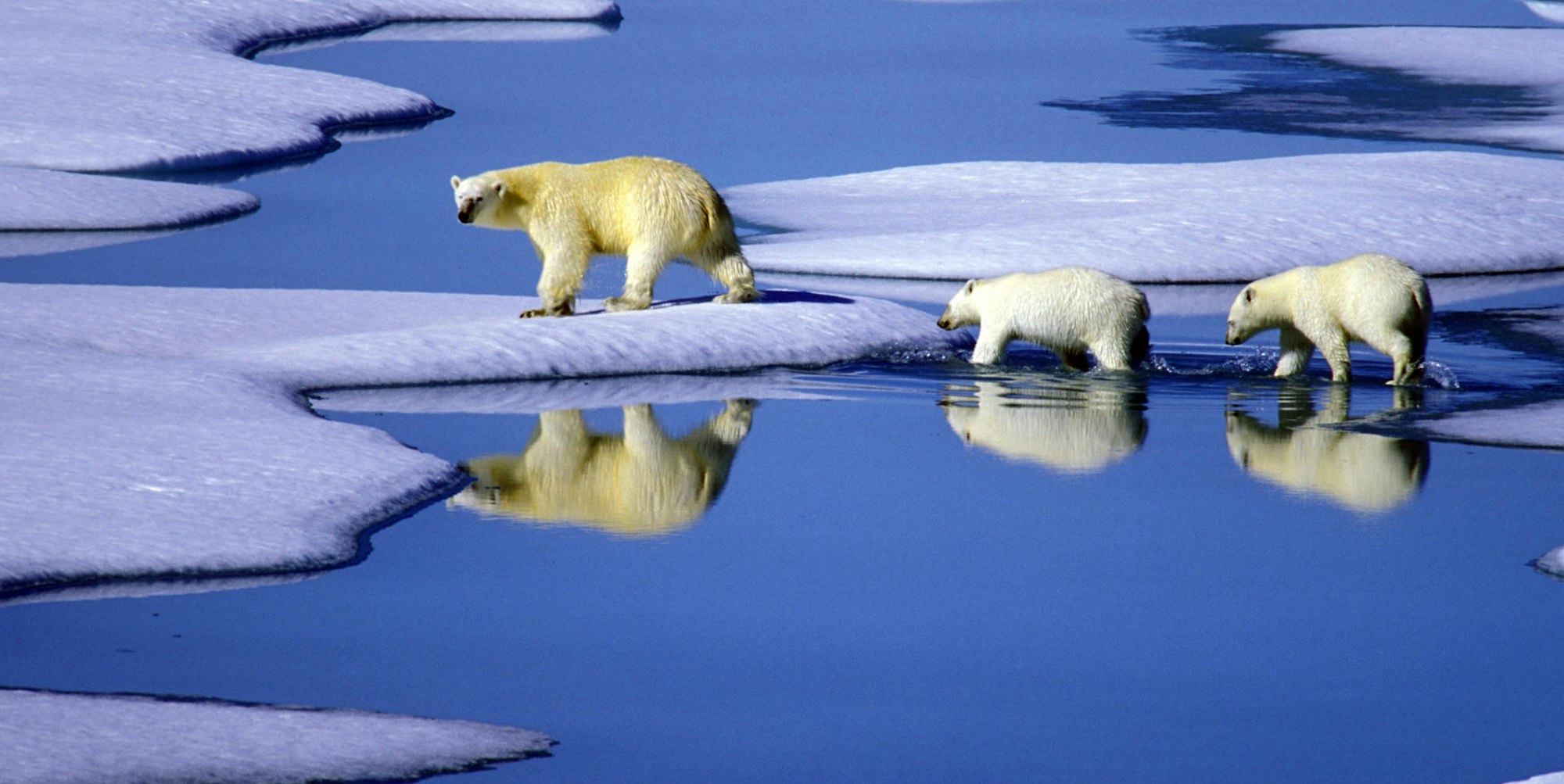 Arktis Eisbär PA 110822