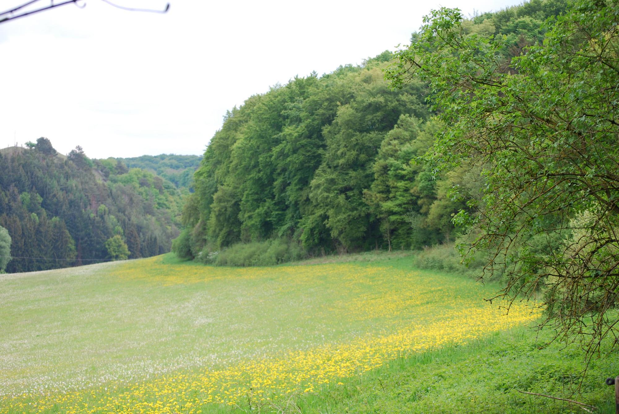 abc19_JPG_Roemerkanal_Wiese