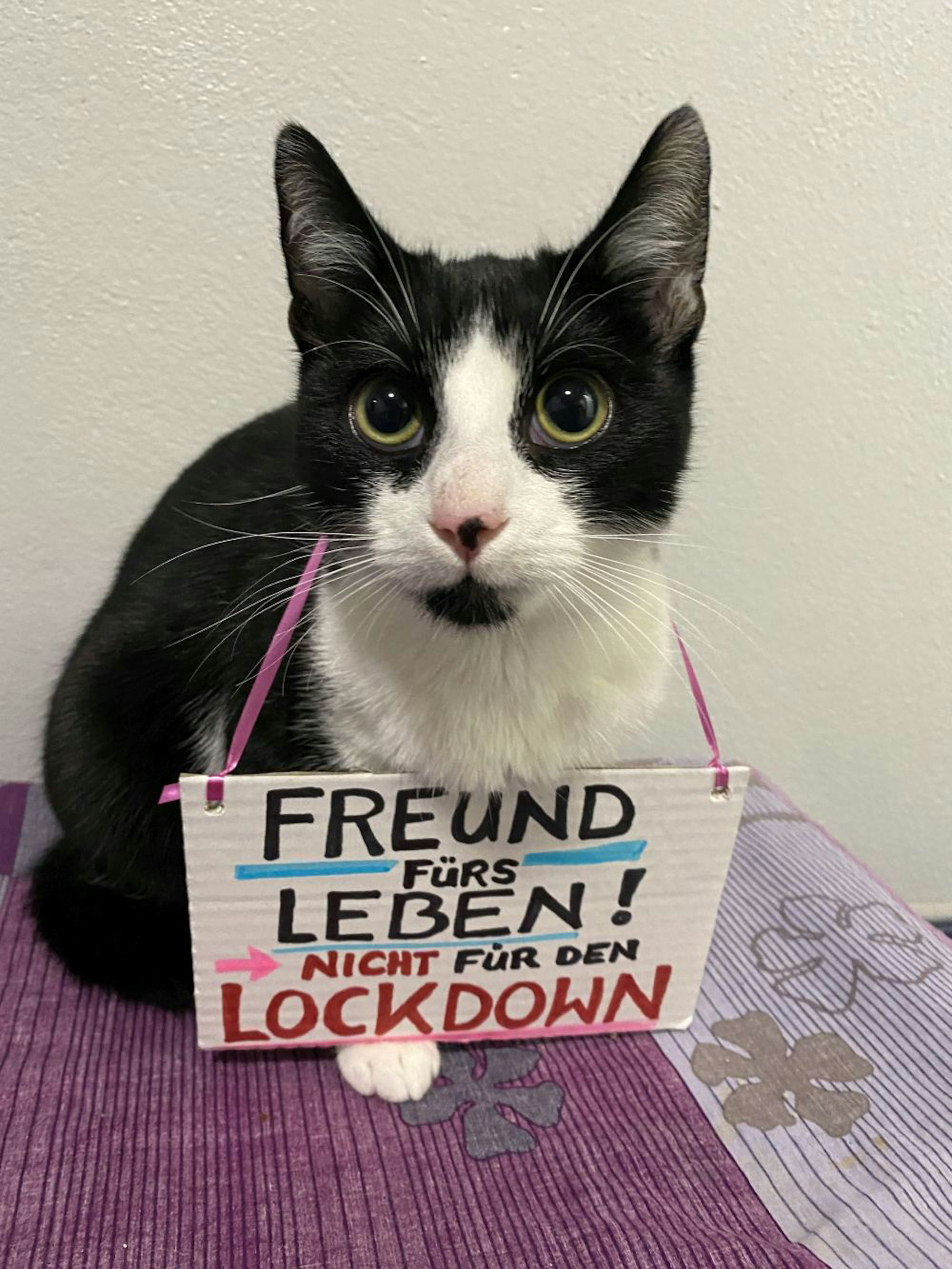 Bergheim_Tierheim_Hunde_Corona_(5)