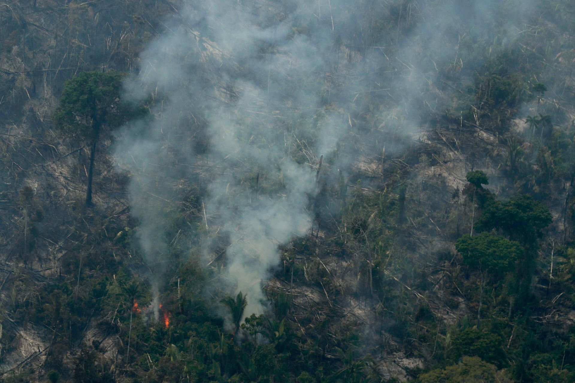 amazonas brand wald