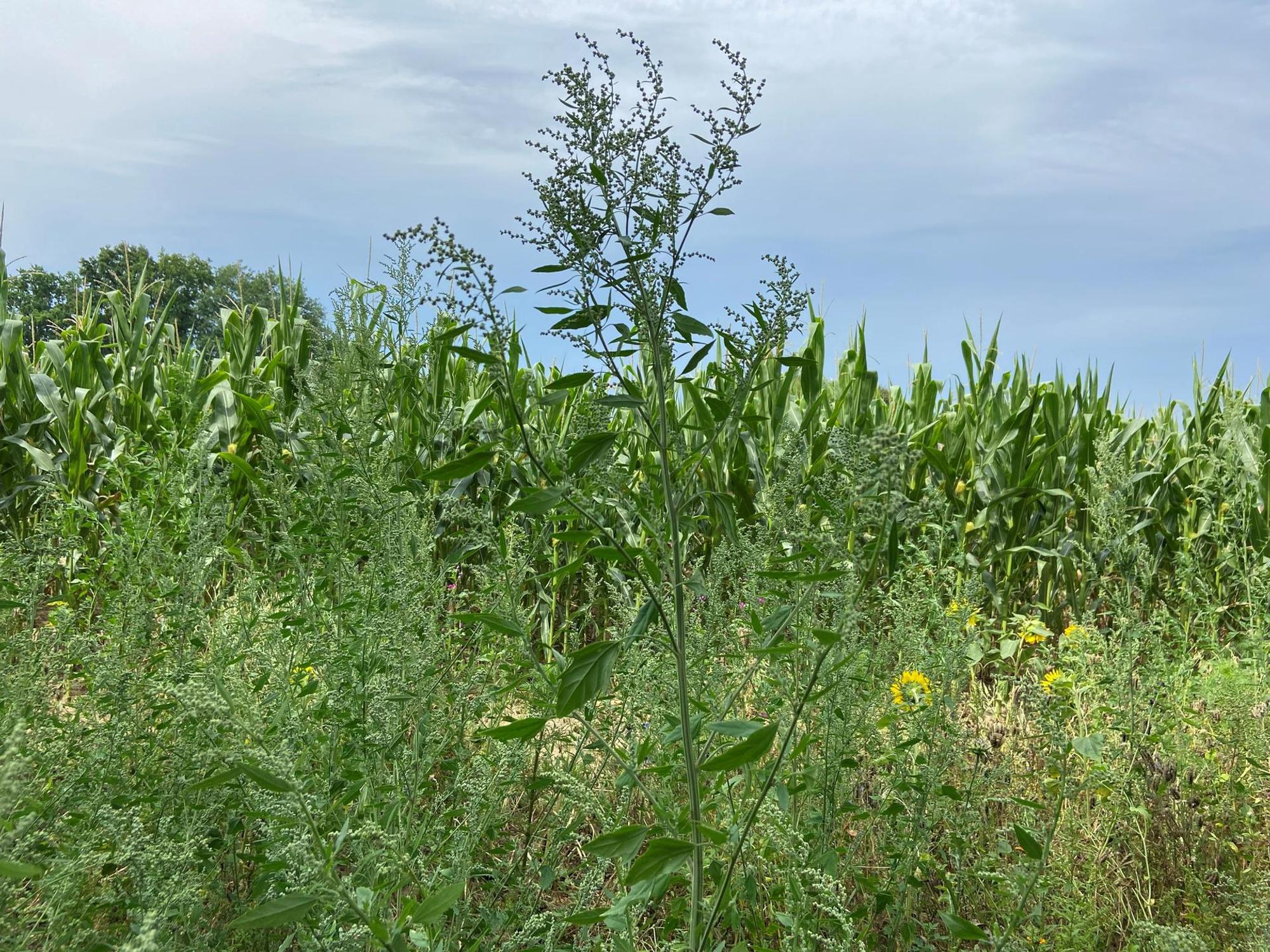 bl-Insekten2